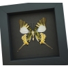 Five bar Swordtail Graphium antiphates Framed Butterfly Moonlight Display
