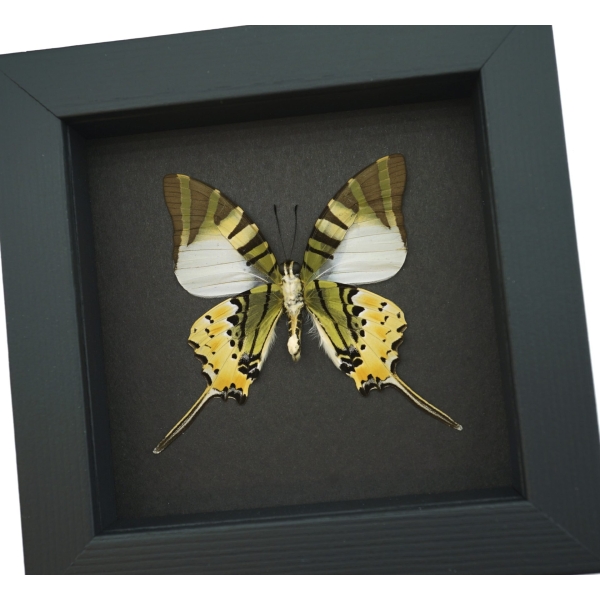 Five bar Swordtail Graphium antiphates Framed Butterfly Moonlight Display
