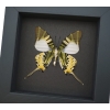 Five bar Swordtail Graphium antiphates Framed Butterfly Moonlight Display