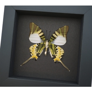Five bar Swordtail Graphium antiphates Framed Butterfly Moonlight Display