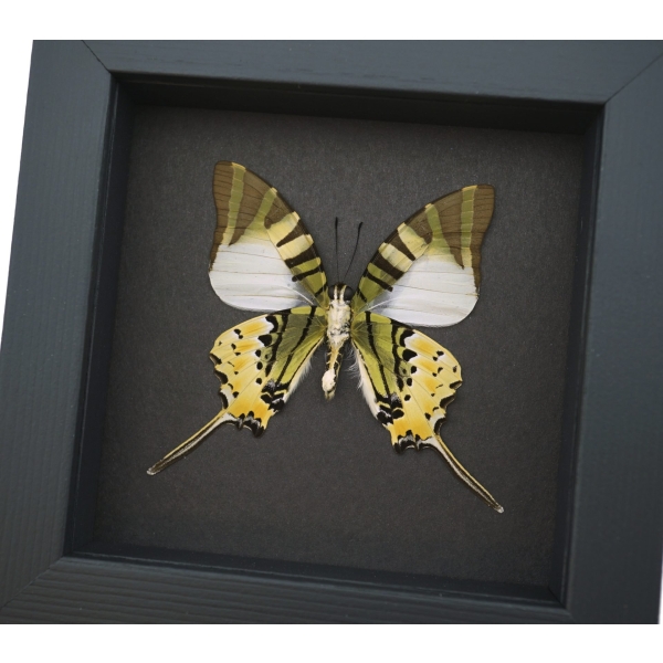 Five bar Swordtail Graphium antiphates Framed Butterfly Moonlight Display