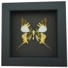 Graphium antiphates Framed Butterfly Taxidermy Moonlight Display