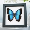 Rare Hybrid Blue Morpho Butterfly Female Framed Taxidermy Classic Black Display