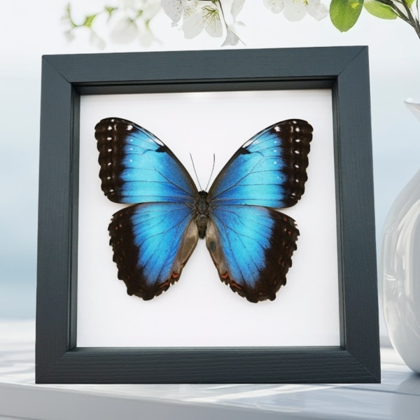 Rare Hybrid Blue Morpho Butterfly Female Framed Taxidermy Classic Black Display