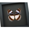 Real Framed Madagascar Diadem Butterfly Hypolimnas dexithea Verso Taxidermy Moonlight Display