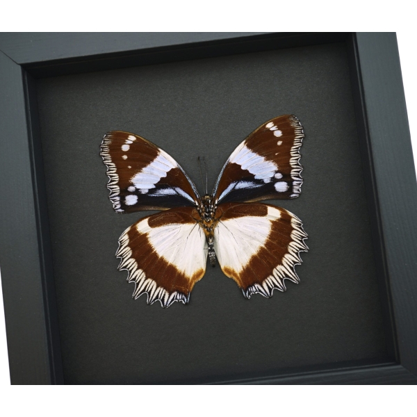 Real Framed Madagascar Diadem Butterfly Hypolimnas dexithea Verso Taxidermy Moonlight Display