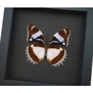 Real Framed Madagascar Diadem Butterfly Hypolimnas dexithea Verso Taxidermy Moonlight Display