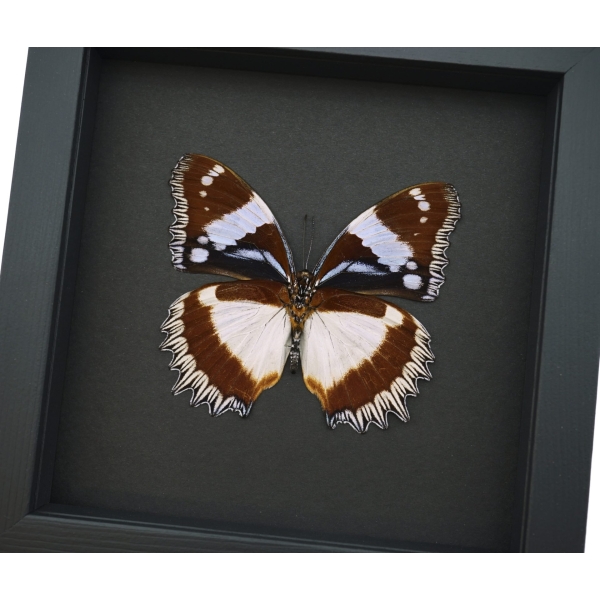 Real Framed Madagascar Diadem Butterfly Hypolimnas dexithea Verso Taxidermy Moonlight Display