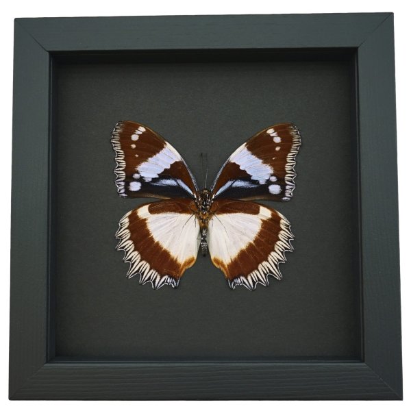 Real Framed Madagascar Diadem Butterfly Hypolimnas dexithea Verso Taxidermy Moonlight Display