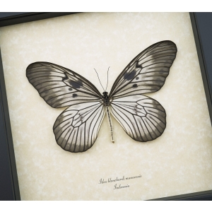 Idea blanchardi munaensis Female Rare Butterfly Framed Taxidermy Display