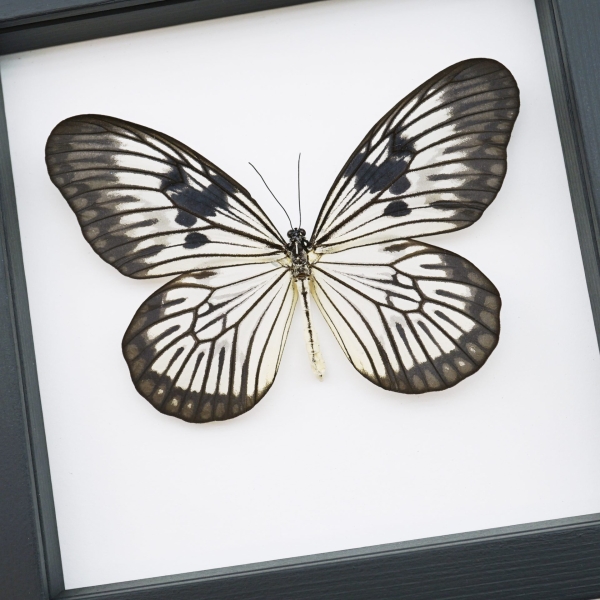 Idea blanchardi munaensis Male Rare Butterfly Framed Taxidermy Classic Black Display