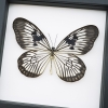 Idea blanchardi munaensis Male Rare Butterfly Framed Taxidermy Classic Black Display