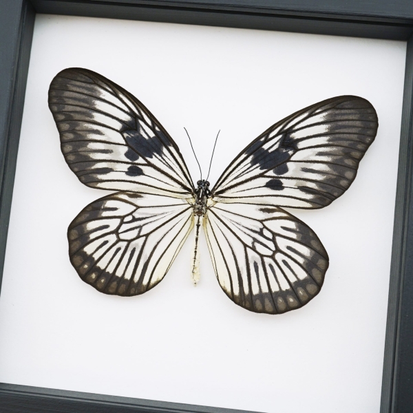 Idea blanchardi munaensis Male Rare Butterfly Framed Taxidermy Classic Black Display