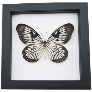 Idea blanchardi munaensis Male Rare Butterfly Framed Taxidermy Classic Black Display