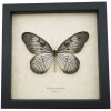 Idea blanchardi munaensis Female Rare Butterfly Framed Taxidermy Display