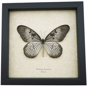 Idea blanchardi munaensis Female Rare Butterfly Framed Taxidermy Display