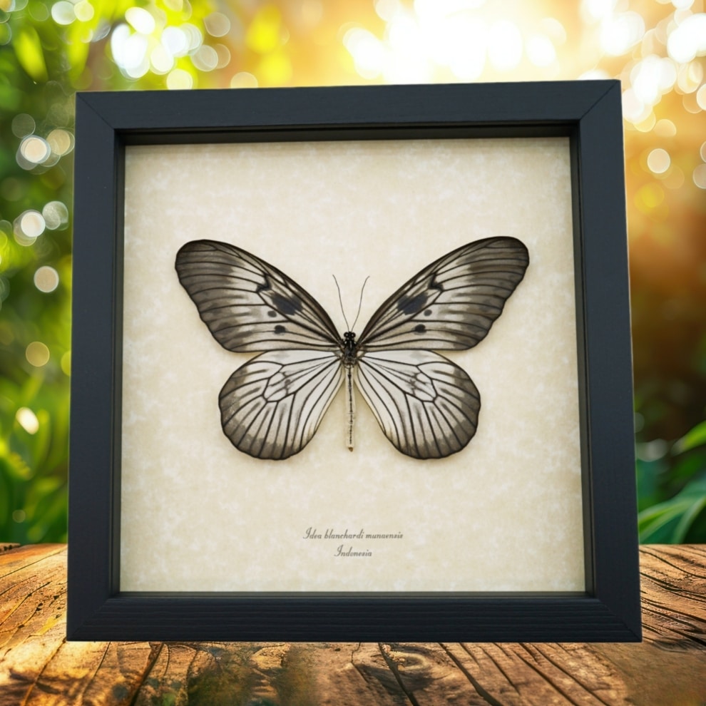 Rare Framed Butterfly Idea blanchardi munaensis Female Taxidermy Display
