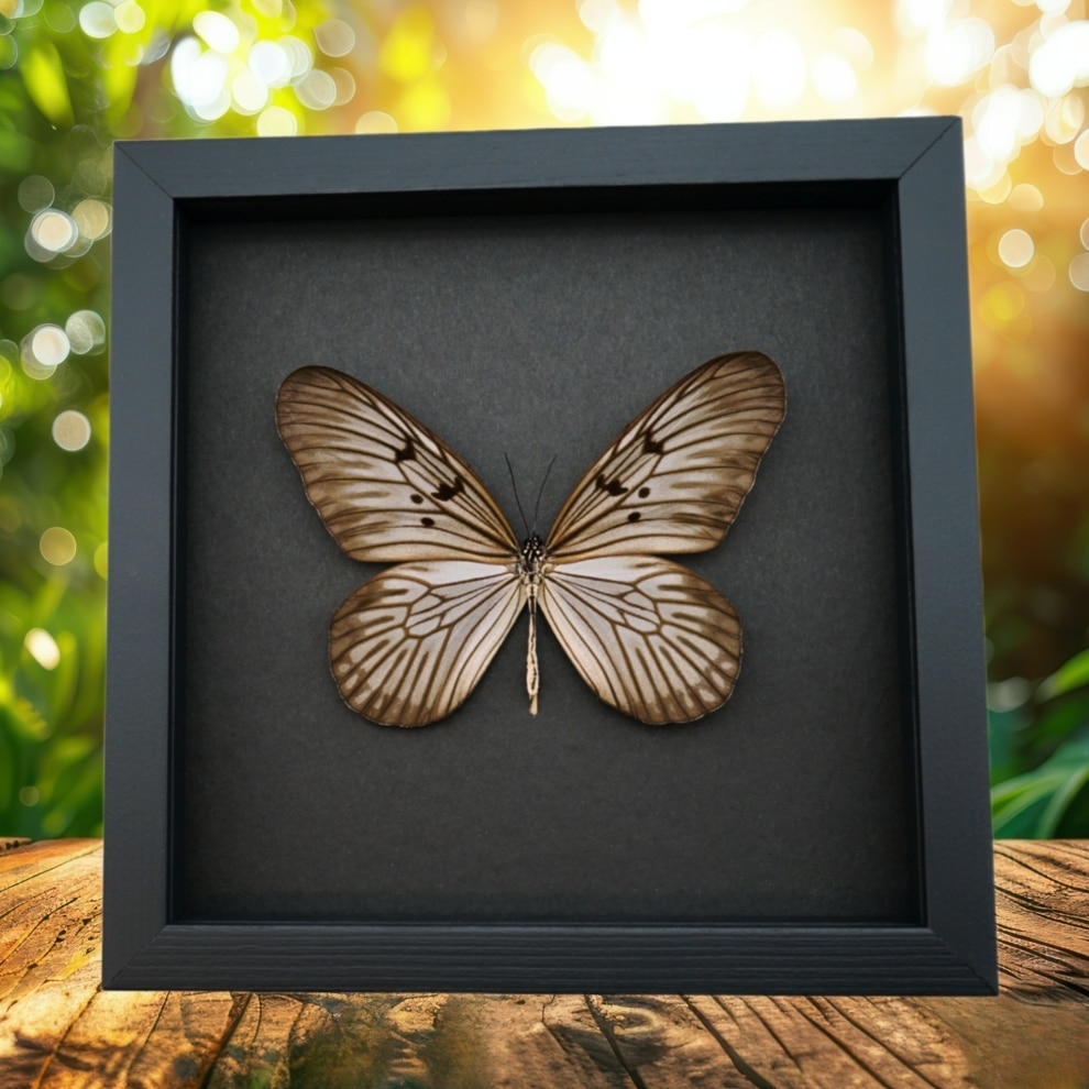 Real Framed Butterfly Idea blanchardi Taxidermy Moonlight Display