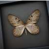 Idea blanchardi Real Framed Rice Paper Butterfly Delicate Wings Insect Taxidermy Moonlight Display