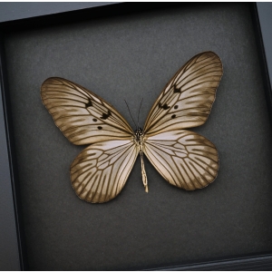 Idea blanchardi Real Framed Rice Paper Butterfly Delicate Wings Insect Taxidermy Moonlight Display