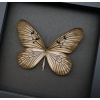 Idea blanchardi Real Framed Rice Paper Butterfly Delicate Wings Insect Taxidermy Moonlight Display