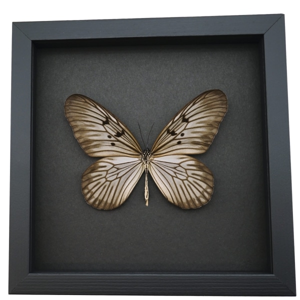 Idea blanchardi Real Framed Rice Paper Butterfly Delicate Wings Insect Taxidermy Moonlight Display
