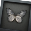 Idea blanchardi munaensis Female Rare Butterfly Framed Taxidermy Moonlight Display