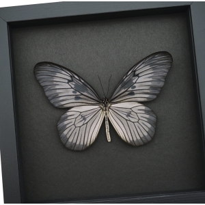 Idea blanchardi munaensis Female Rare Butterfly Framed Taxidermy Moonlight Display