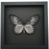 Idea blanchardi munaensis Female Rare Butterfly Framed Taxidermy Moonlight Display