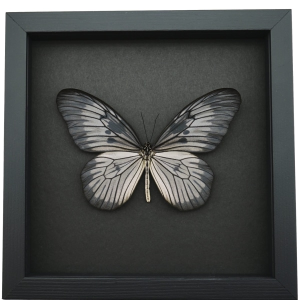 Idea blanchardi munaensis Female Rare Butterfly Framed Taxidermy Moonlight Display