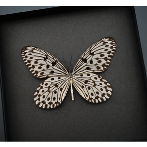 Giant Tree Nymph Butterfly Idea hypermnestra Framed Taxidermy Moonlight Display