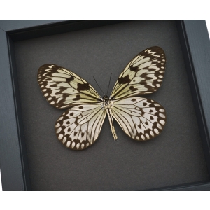 Real Framed Butterfly Idea leuconoe Large Rice Paper Tree Nymph Framed Taxidermy Moonlight Display