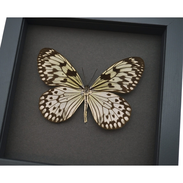 Real Framed Butterfly Idea leuconoe Large Rice Paper Tree Nymph Framed Taxidermy