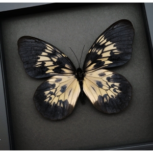 Idea tambusisiana hideoi Rare Butterfly Framed Taxidermy Moonlight Display