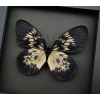 Idea tambusisiana hideoi Rare Butterfly Framed Taxidermy Moonlight Display