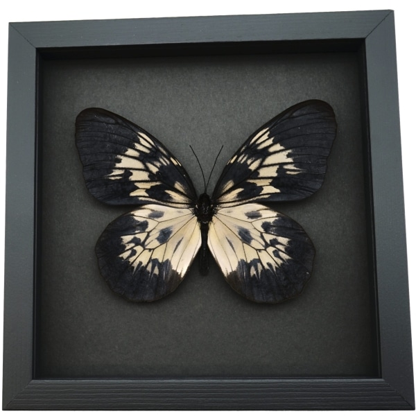 Idea tambusisiana hideoi Rare Butterfly Framed Taxidermy Moonlight Display
