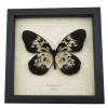 Idea tambusisiana hideoi Rare Butterfly Framed Taxidermy Display 