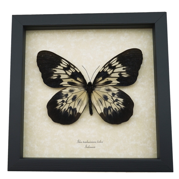 Idea tambusisiana hideoi Rare Butterfly Framed Taxidermy Display 