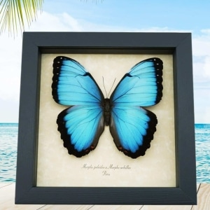 Rare Hybrid Blue Morpho Butterfly Morpho peleides Morpho achilles male Framed Taxidermy Display