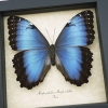 Rare Hybrid Blue Morpho Butterfly Morpho peleides Morpho achilles Female Framed Taxidermy Display