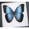 Rare Hybrid Blue Morpho Butterfly Morpho peleides x Morpho achilles Female Framed Taxidermy Classic Black Display
