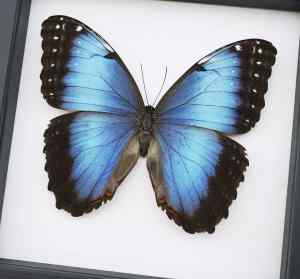 Rare Hybrid Blue Morpho Butterfly Morpho peleides x Morpho achilles Female Framed Taxidermy Classic Black Display