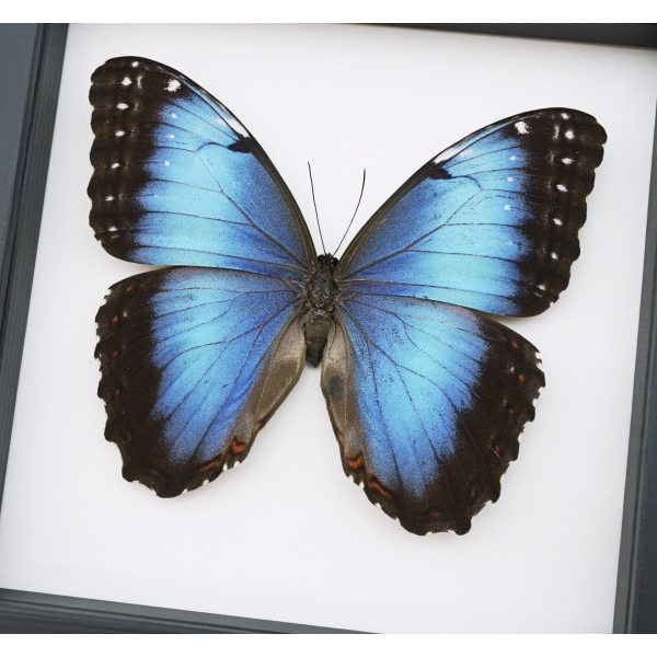 Rare Hybrid Blue Morpho Butterfly Morpho peleides x Morpho achilles Female Framed Taxidermy Classic Black Display