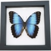 Rare Hybrid Blue Morpho Butterfly Morpho peleides x Morpho achilles Female Framed Taxidermy Classic Black Display