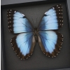 Rare Blue Morpho Butterfly Female Real Framed Taxidermy Moonlight Display