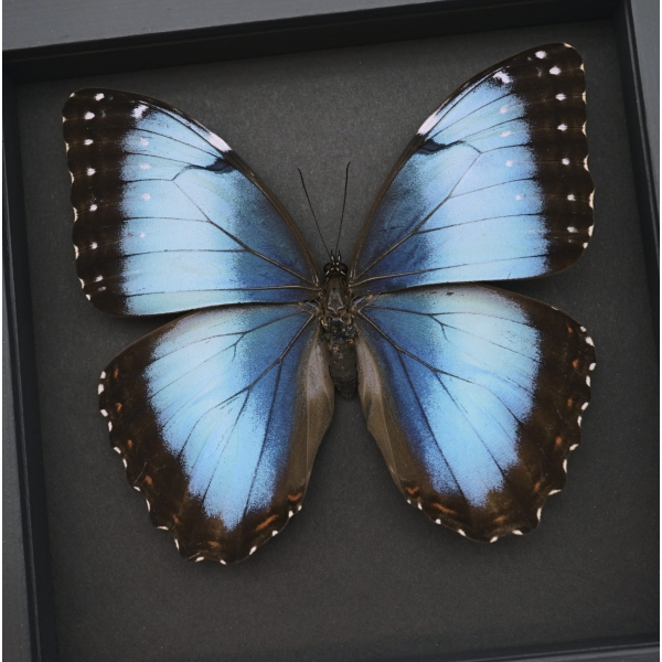 Rare Blue Morpho Butterfly Female Real Framed Taxidermy Moonlight Display