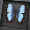 Rare Blue Morpho Butterfly Female Real Framed Taxidermy Moonlight Display