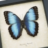Rare Hybrid Blue Morpho Butterfly Morpho peleides Morpho achilles Female XL Framed Taxidermy Display