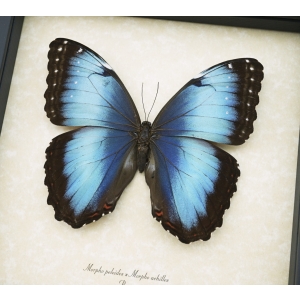 Rare Hybrid Blue Morpho Butterfly Morpho peleides Morpho achilles Female XL Framed Taxidermy Display