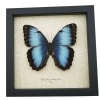 Rare Hybrid Blue Morpho Butterfly Morpho peleides Morpho achilles Female XL Framed Taxidermy Display